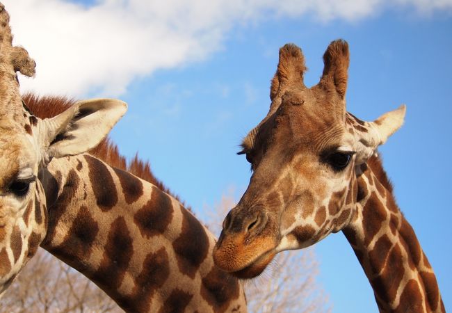 宇都宮動物園 クチコミ アクセス 営業時間 宇都宮 フォートラベル 宇都宮動物園 クチコミ アクセス 営業時間 宇都宮 フォートラベル
