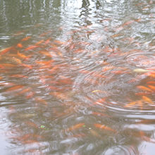 大量の赤い金魚(鯉？）