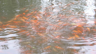 たくさんの赤い金魚が色鮮やかな紅魚池「花港観魚」