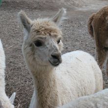 白菜大好きアルパカ