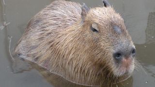 もぐもぐタイムは大混雑・・・