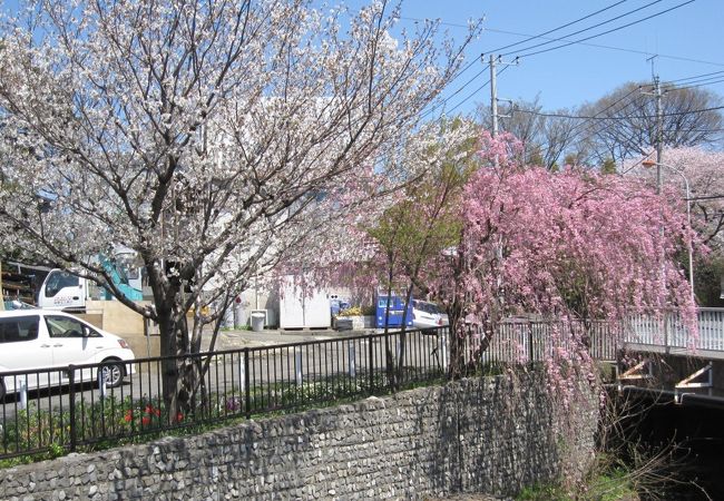 いろいろな桜のミニ標本並木です。