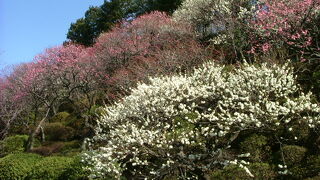 バタバタ歩き回らずに、ベンチに腰かけてゆっくりするような庭園です