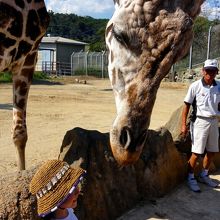 キリンの顔を近くで見れるよ。近すぎー！！