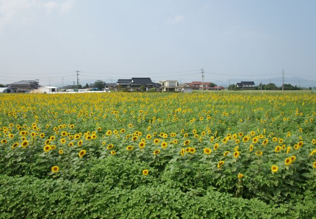 道路沿い１キロに渡って、約100万本のひまわりが見れる話題のスポット