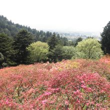 笠間のつつじまつり