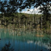 本当に神秘的な青さでした。