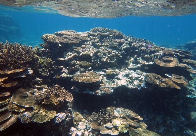 八重干瀬 クチコミ アクセス 営業時間 宮古島 フォートラベル