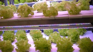 お土産はここで