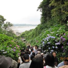 あじさいと海