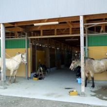 沢山の馬が飼われるホースランドみついの杜牧場