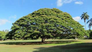 CMで有名な木がある、すいている公園