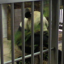 本当に近いパンダ