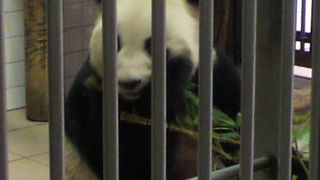 もう一度行きたい、パンダに会いに