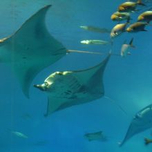 マンタ3匹（3頭？）並んで泳いでます