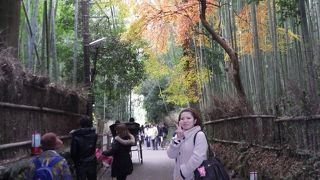 竹林は昼間がおすすめ！