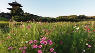 コスモスの咲く頃