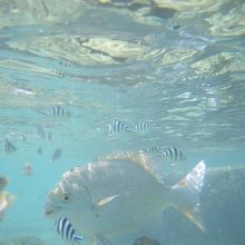 大きくて美味しそうな魚もいました