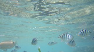 星砂だらけのビーチです