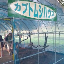 カブトムシハウス