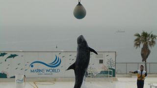 イルカを見ながら食事ができます