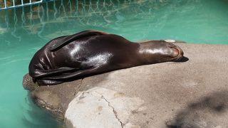 アシカがたまらなく愛らしい