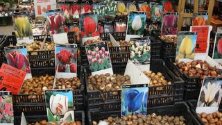 オランダならでは、チューリップの球根もたくさん売られています！