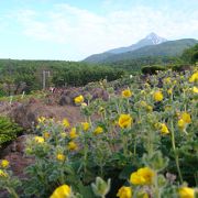 多種多様の花々