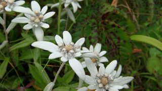 凛と咲く可憐な花