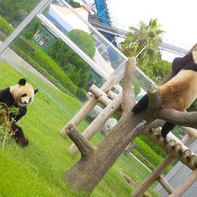 パンダちゃん自由すぎです。