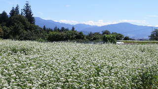 きついけど、是非レンタサイクルで！