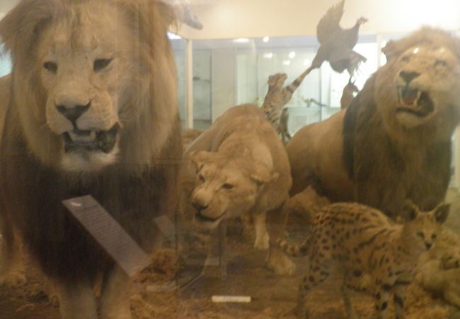 ねこの博物館 クチコミ アクセス 営業時間 伊豆高原 フォートラベル ねこの博物館 クチコミ アクセス 営業時間 伊豆高原 フォートラベル