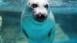 アクアワールド茨城県大洗水族館