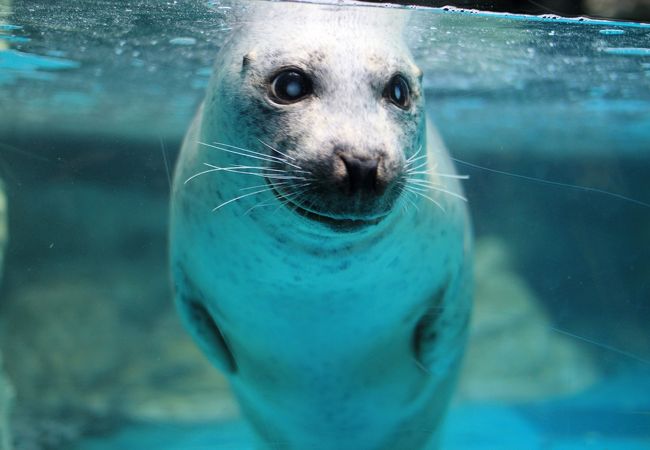 大洗 水族館