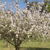 カウラは現在オーストラリアの桜の名所。9月下旬、1000本のソメイヨシノが満開。