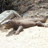 コモドドラゴン