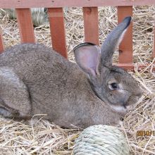 マザー牧場にいるウサギ