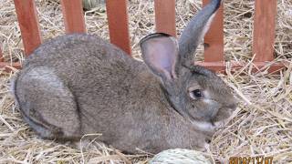 子連れで動物と戯れるならここ