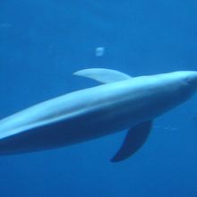 すいすい泳ぐスナメリ