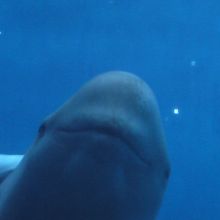 かわいくとってね