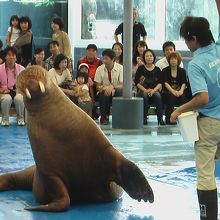 楽しいセイウチのショー
