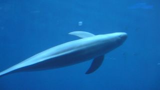 鳥羽水族館。海の生き物に癒された時間