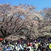 桜の季節に