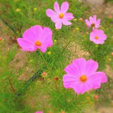 バラ園で咲いていたコスモス。秋ですね。