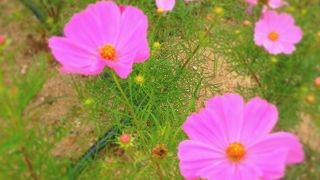 広い敷地で一日中楽しめます