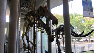 個人的には大恐竜展がお気に入りだった美術館