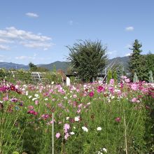 コスモス畑 (バーブは勿論沢山あり)