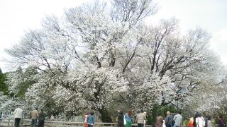 歴史ある一本桜