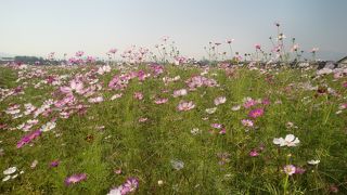 秋にはコスモスが咲きます