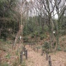 ふぃれあい樹林です。